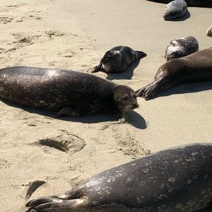 Meet your Posher, Kevin